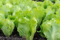 Mùa thu cứ trồng loại rau củ này, không cần chăm vẫn xanh mơn mởn 