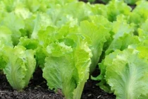 Mùa thu cứ trồng loại rau củ này, không cần chăm vẫn xanh mơn mởn 