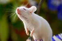 Đầu tháng 2 Âm: 3 con giáp chuột sa chĩnh gạo, tiền vào như nước