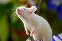 Đầu tháng 2 Âm: 3 con giáp chuột sa chĩnh gạo, tiền vào như nước