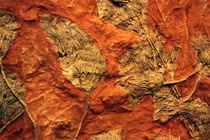 Tiểu hành tinh quét sạch khủng long, khiến hoa nở rộ 