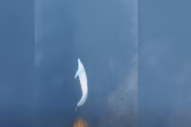 Video: Cá heo nhảy múa xoay tròn tuyệt đẹp trước mũi thuyền du khách