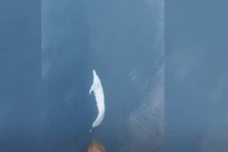 Video: Cá heo nhảy múa xoay tròn tuyệt đẹp trước mũi thuyền du khách