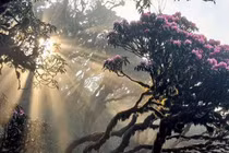 Pu Ta Leng - chốn bồng lai tiên cảnh giữa núi rừng Tây Bắc