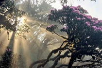 Pu Ta Leng - chốn bồng lai tiên cảnh giữa núi rừng Tây Bắc