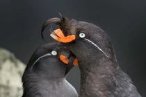 Những loài động vật đặc biệt có khả năng tỏa mùi thơm quyến rũ