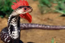 Sinh vật bí ẩn nào trên trái đất mà con người chưa từng tiếp xúc?