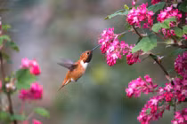 Mùa đông năm 2022, 4 con giáp cơm no áo ấm, không lo thiếu tiền 