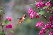 Mùa đông năm 2022, 4 con giáp cơm no áo ấm, không lo thiếu tiền 