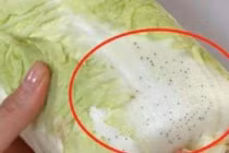 Những đốm đen trên rau cải thảo là gì? 