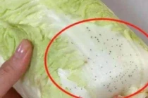 Những đốm đen trên rau cải thảo là gì? 