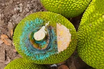 Nghề cực lạ: Ngửi mít thuê mỗi ngày kiếm cả triệu đồng 