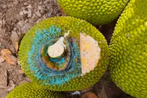 Nghề cực lạ: Ngửi mít thuê mỗi ngày kiếm cả triệu đồng 