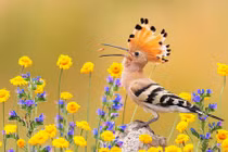  4 con giáp có bước ngoặt lớn, năm mới thăng tiến, phát tài