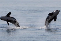 Cặp cá voi sát thủ càn quét, tận diệt cả đàn cá mập trắng 