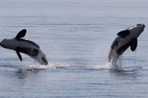 Cặp cá voi sát thủ càn quét, tận diệt cả đàn cá mập trắng 