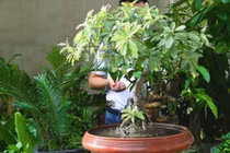 Đặt 3 cây này kề nhau trong nhà, phong thủy vững vàng, giàu có