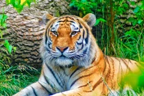 Giữa tháng 11/2022: Ba con giáp thăng quan tiến chức, thành công khó ai bì 