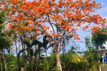 Xao xuyến ngắm con đường hoa phượng đỏ dài 10km ở miền Tây