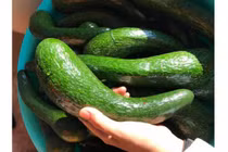 Nhóm người nên tránh ăn bơ kẻo rước họa vào thân