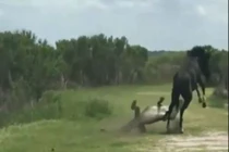 Video: Ngựa đực nhận “cái kết” khó tin khi liều lĩnh đá cá sấu 