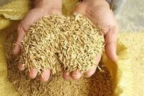 Một giờ săn hàng gom đặc sản Tết từ Bắc tới Nam