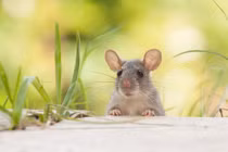 Top 3 con giáp phát tài nhất tháng 6/2024, ví tiền dày cộm