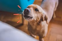 Chó sủa liên hồi trong đêm là điềm gì?