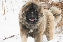 Cận cảnh chó chăn cừu khổng lồ to như sư tử