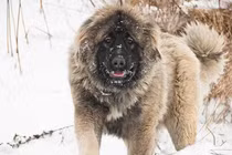 Cận cảnh chó chăn cừu khổng lồ to như sư tử