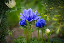 Người sinh ngày Âm lịch này đích thị con cưng Thần Tài, làm gì cũng phất 