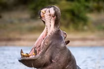 Bé trai 2 tuổi suýt bị hà mã nuốt chửng ở Uganda