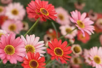 Tháng 10 sang, 3 con giáp vượt mọi khó khăn, may mắn mỉm cười