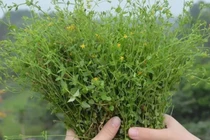 Hoa vàng mọc dại khắp VN, hái bán kiếm bộn tiền 130.000đ/kg