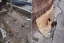 Ấn Độ: Hàng ngàn con chuột hoành hành, ngang nhiên gặm tay chân người