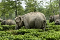 Ảnh ấn tượng nhất tuần: Phát hiện loài sứa mới, voi "xâm nhập" vườn trà