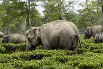 Ảnh ấn tượng nhất tuần: Phát hiện loài sứa mới, voi "xâm nhập" vườn trà