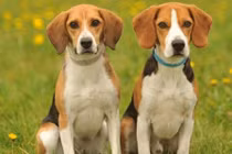 Bốn con giáp đầy rẫy quý nhân phù trợ trong đời, giàu phúc báu 