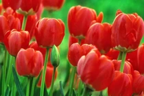 4 con giáp lấy chữ tín làm trọng, được nhiều người tin tưởng