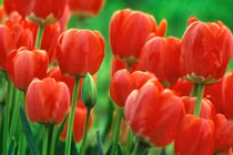 4 con giáp lấy chữ tín làm trọng, được nhiều người tin tưởng