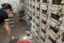 Làng nghề nuôi con "sởn da gà" nhanh giàu nhưng đêm nào cũng sợ