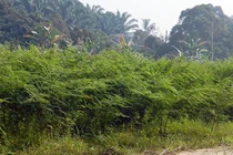 Loài cây độc gây chết người trong Sách đỏ IUCN