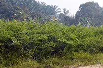 Loài cây độc gây chết người trong Sách đỏ IUCN