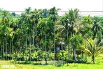 Trồng cau kín đồi nông dân đếm tiền đều tay