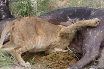 Video: Tham ăn, vua sư tử kẹt cả đầu trong bụng trâu rừng