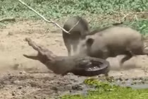 Video: Heo rừng liều chết với cá sấu để bảo vệ con 