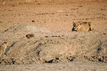 Video: Sư tử cái đối mặt báo gấm, tưởng dễ săn mồi và cái kết