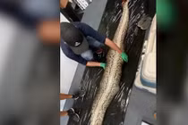 Video: Cá sấu dài 1,5 mét nằm trong bụng trăn Miến Điện