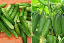 Bạn đã biết tên và cách phân biệt 10 loại dưa chuột?