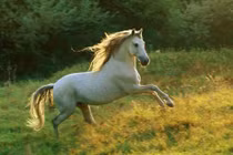 Từ giữa tháng 5: 4 con giáp chuyển vận đổi đời, giàu lên vun vút